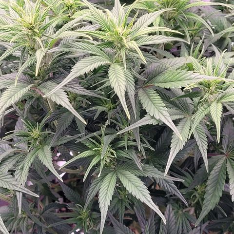 BubbleGum #1 growlog timeline photo