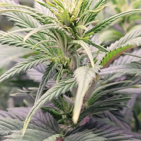 BubbleGum #1 growlog timeline photo