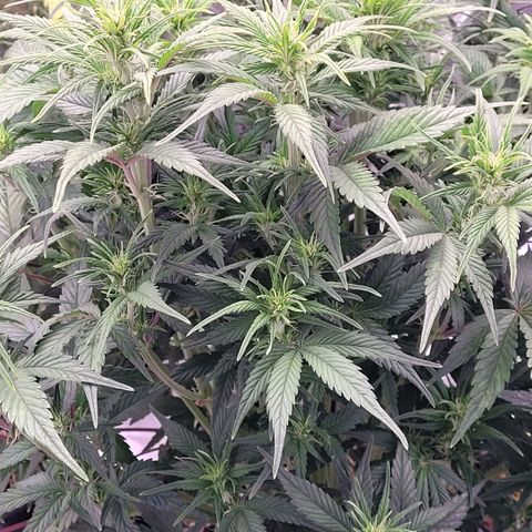 BubbleGum #1 growlog timeline photo