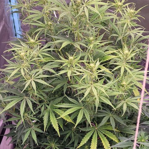 BubbleGum #2 growlog timeline photo