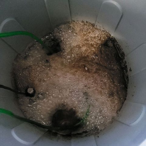 Berry growlog photo: Kompost Tee Tag 1