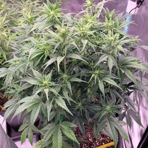 BubbleGum #1 growlog photo: Jetzt mal auf gebockt um gleichen Lichtabstand zu haben