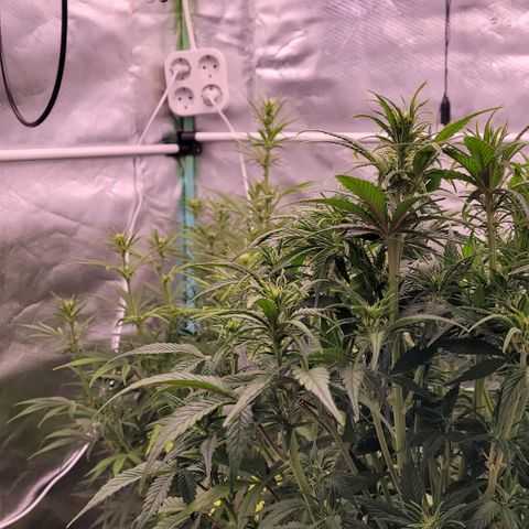BubbleGum #1 growlog timeline photo