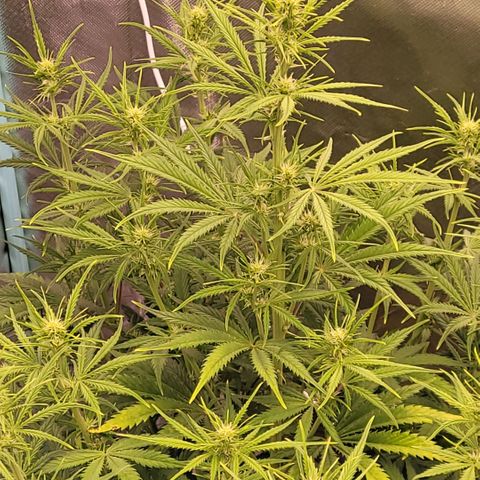 BubbleGum #2 growlog timeline photo