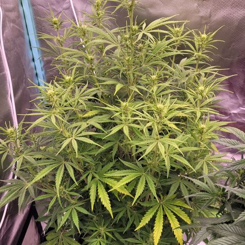 BubbleGum #2 growlog timeline photo