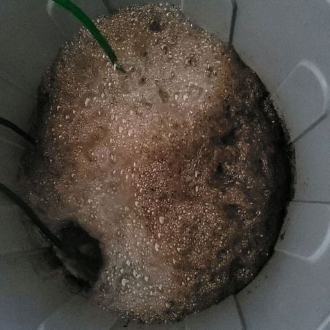 Berry growlog photo: Kompost Tee Gärung am Ende des ersten Tages und bei 26,1 Gad 