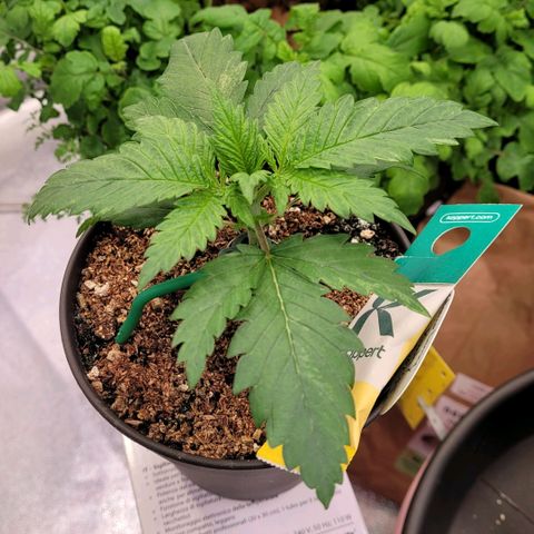 Berry growlog timeline photo