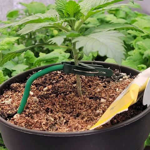 Berry growlog timeline photo