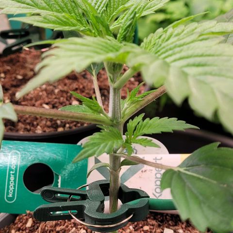 Pearli growlog timeline photo