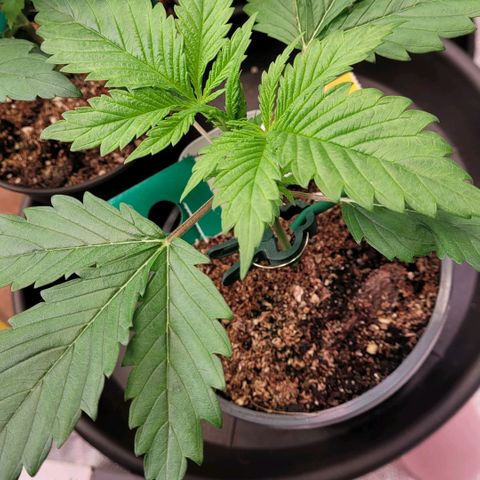 Pearli growlog timeline photo