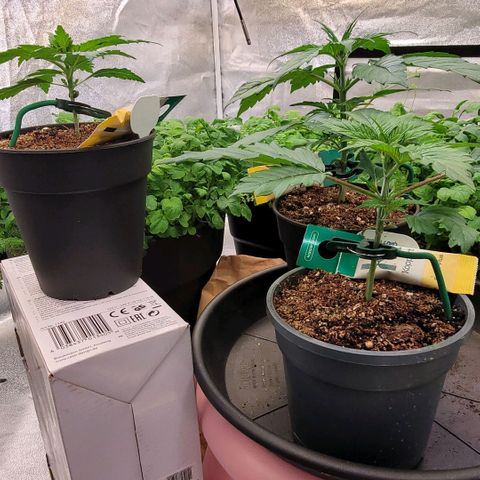 Berry growlog timeline photo