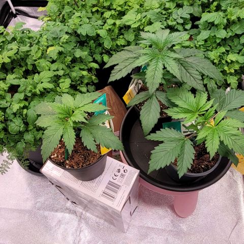 Berry growlog photo: Das letzte Bild im 1 l Topf es geht nun in die end Töpfe; frohe Weihnacht 