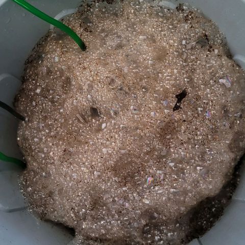 Berry growlog photo: Mit dem Kompost Tee Tag 2 wird das Umtopfen begonnen heute. Die Weihnachts Suppe !