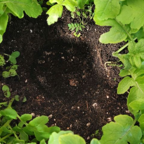 Berry growlog timeline photo