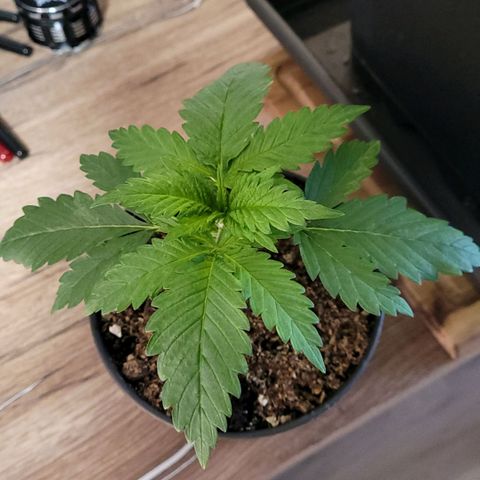 Berry growlog timeline photo