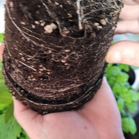 Berry growlog timeline photo