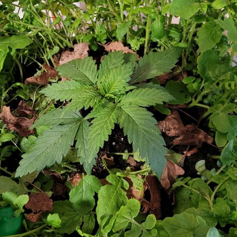 Berry growlog photo: Hoffentlich überlebt sie das um Topfen