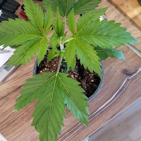Pearli growlog timeline photo