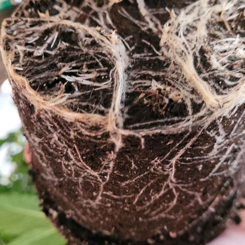 Pearli growlog timeline photo