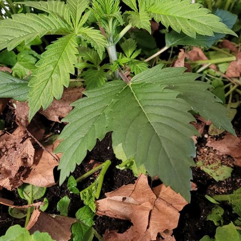 Pearli growlog photo: Mal warten wie ihr das umtopfen bekommt