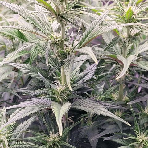 BubbleGum #1 growlog photo: Sie sieht erholte aus 