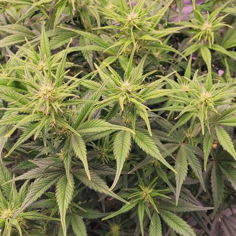 BubbleGum #1 growlog photo: Sie sieht erholte aus 