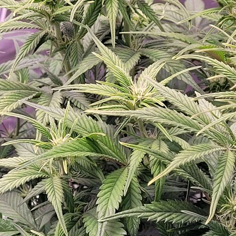BubbleGum #1 growlog timeline photo
