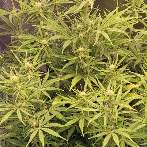 BubbleGum #2 growlog timeline photo