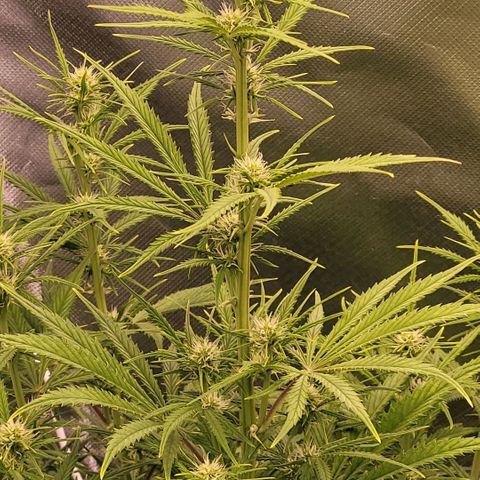 BubbleGum #2 growlog timeline photo