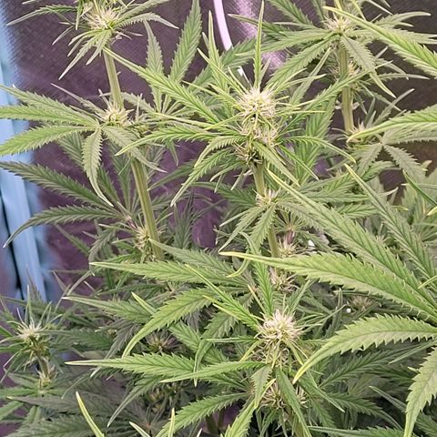 BubbleGum #2 growlog timeline photo