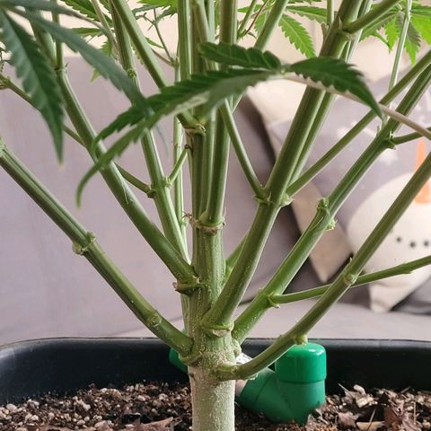 BubbleGum #2 growlog photo: Soweit alle klein Triebe unten raus nur vereinzelt gesunde Blätter belassen als Notdepot bei Mängel