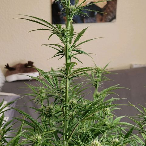 BubbleGum #2 growlog timeline photo