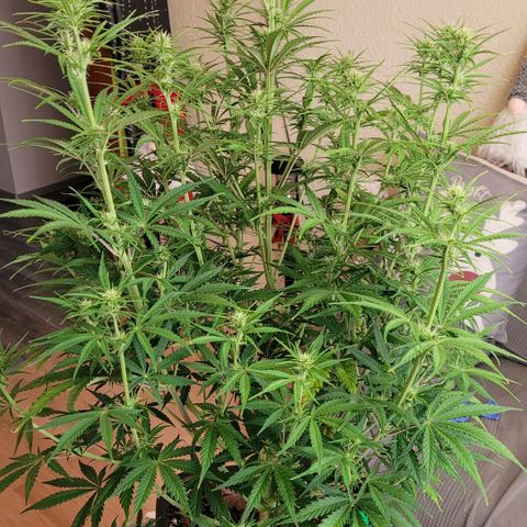 BubbleGum #2 growlog timeline photo