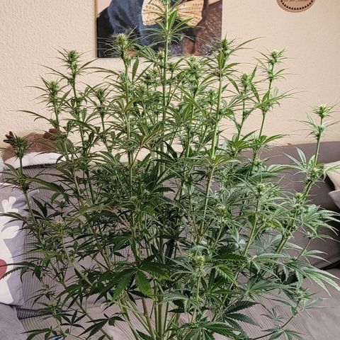 BubbleGum #2 growlog timeline photo