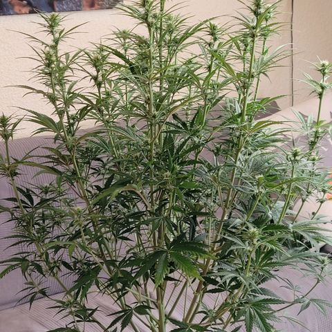 BubbleGum #2 growlog timeline photo