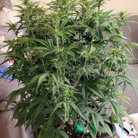 BubbleGum #1 growlog photo: Nun mal aus dünnen und die Beine rasieren