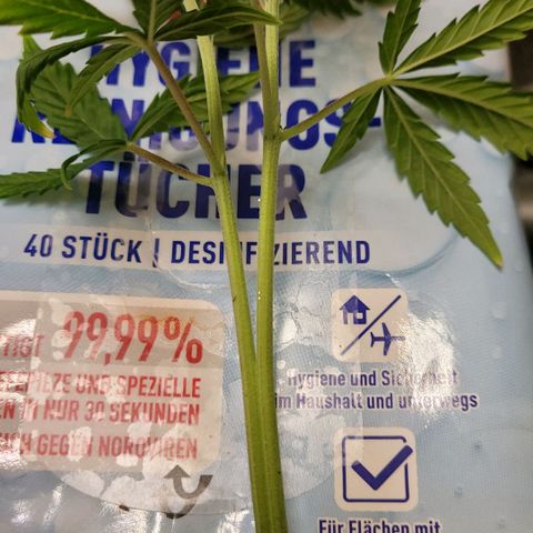 BubbleGum #2 growlog photo: Aus einem Trieb sind 2 Triebe oben raus gewachsen ohne Toppen. Schade das es eine Auto, sonst hätte ich das verwurzelt lassen 