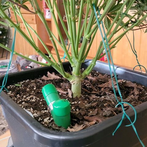 BubbleGum #1 growlog photo: 4 dickere Äste nach außen gerichtet