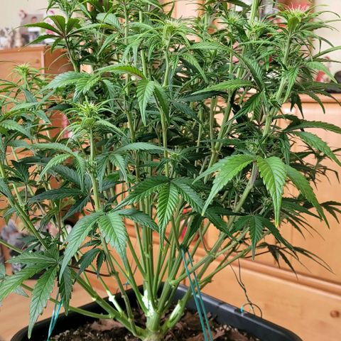BubbleGum #1 growlog timeline photo