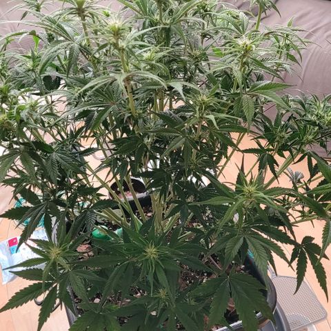 BubbleGum #1 growlog timeline photo