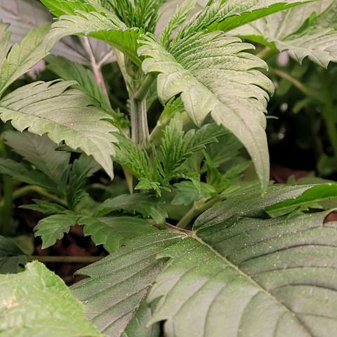 Pearli growlog timeline photo
