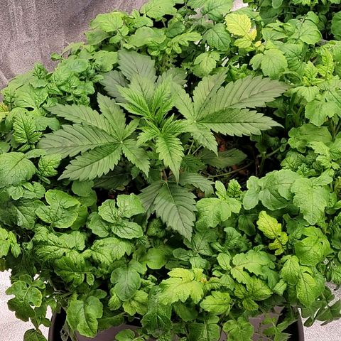 Pearli growlog timeline photo