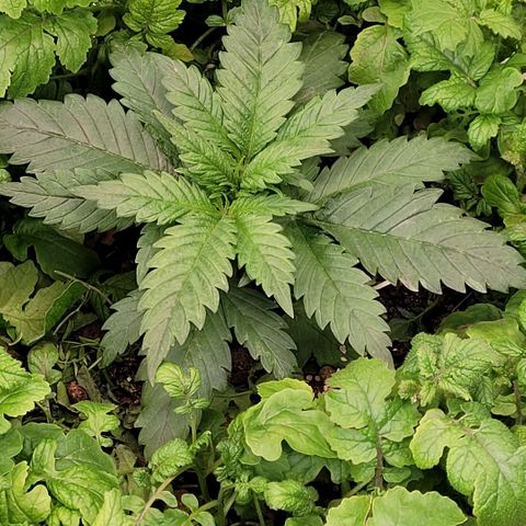 Berry growlog timeline photo