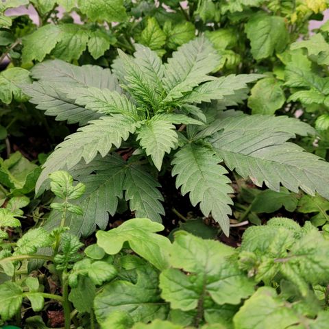 Berry growlog photo: Wie von Beginn an schwach im Wachsen aber hat nicht den Tot beim Umtopfen gefunden