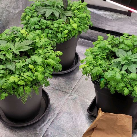 Berry growlog timeline photo