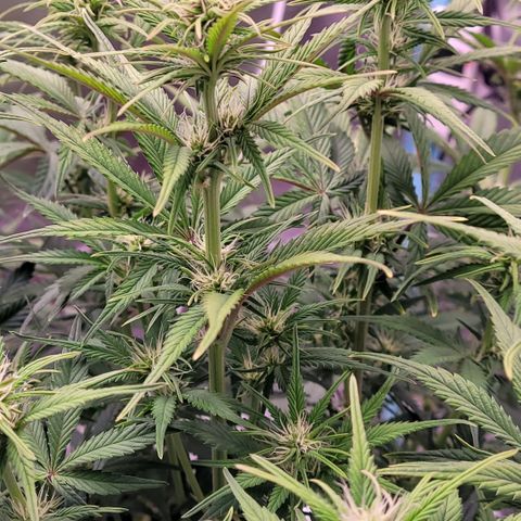 BubbleGum #1 growlog timeline photo