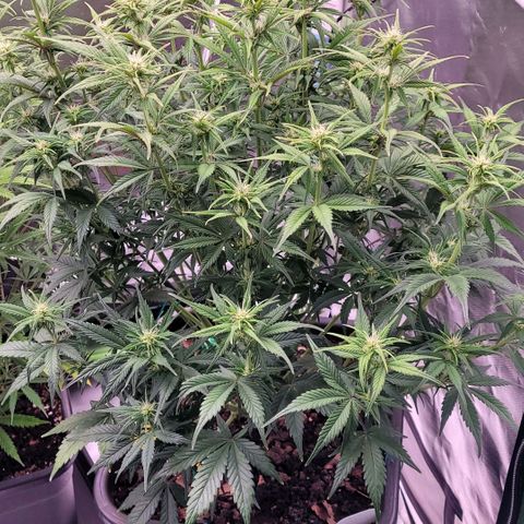 BubbleGum #1 growlog timeline photo
