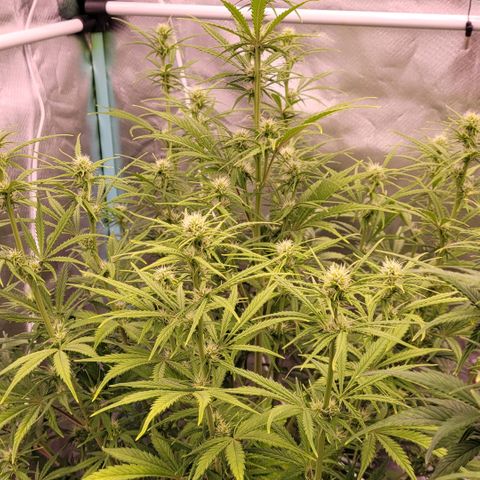 BubbleGum #2 growlog timeline photo