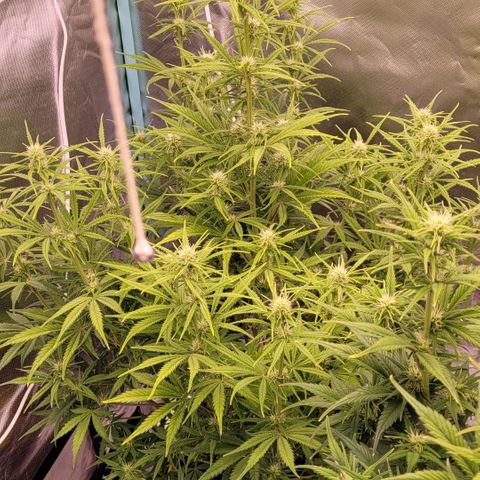 BubbleGum #2 growlog timeline photo