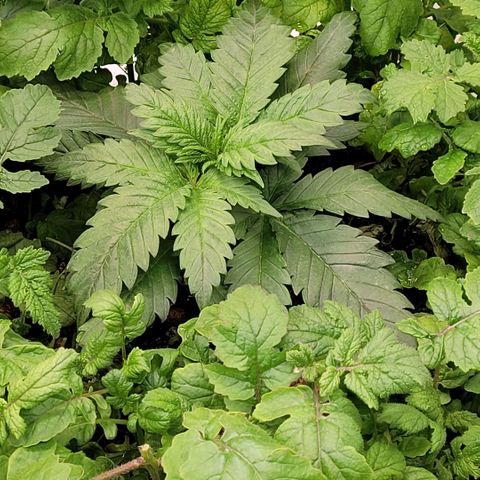 Berry growlog timeline photo